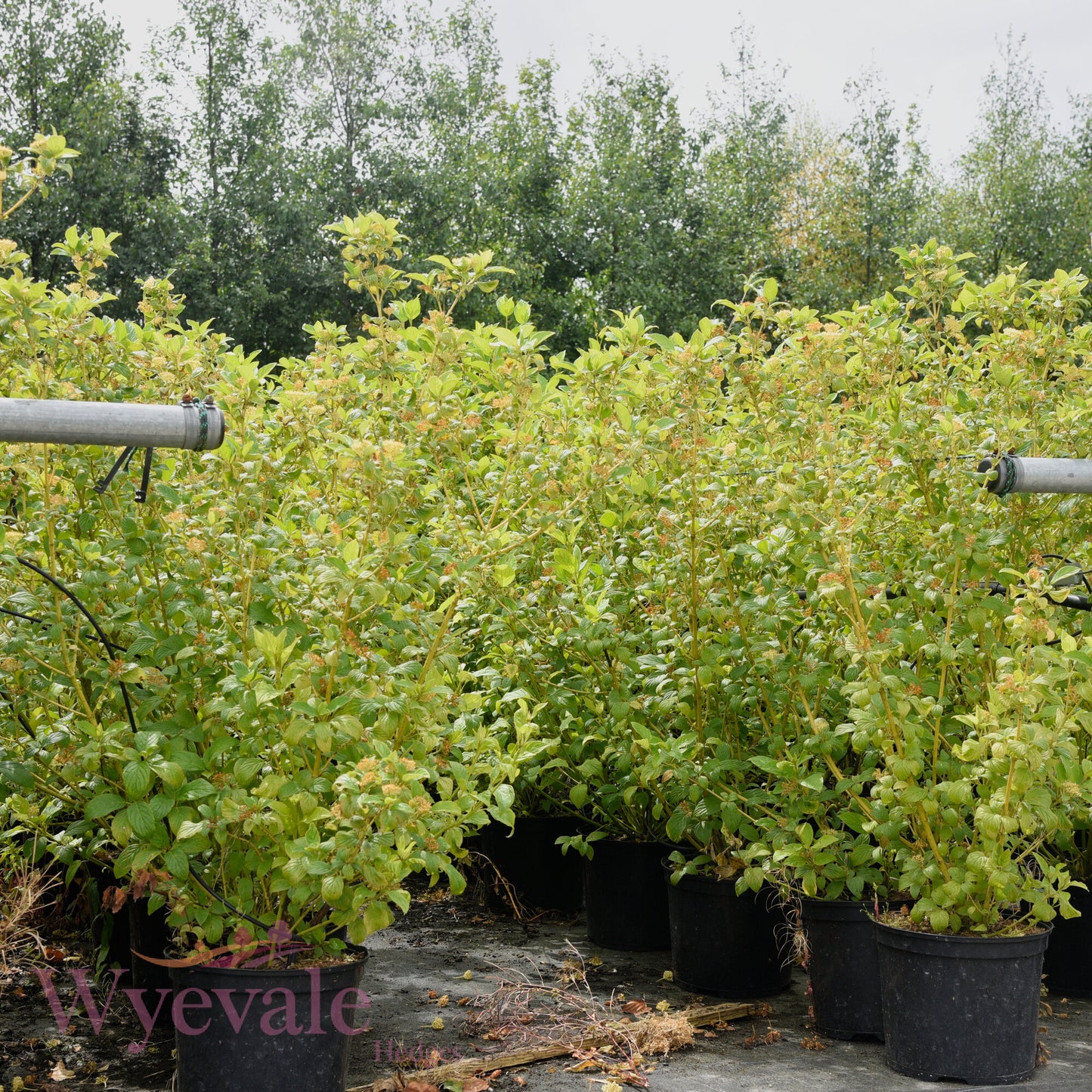 Cornus sericea (Red osier dogwood) 'Flaviramea'