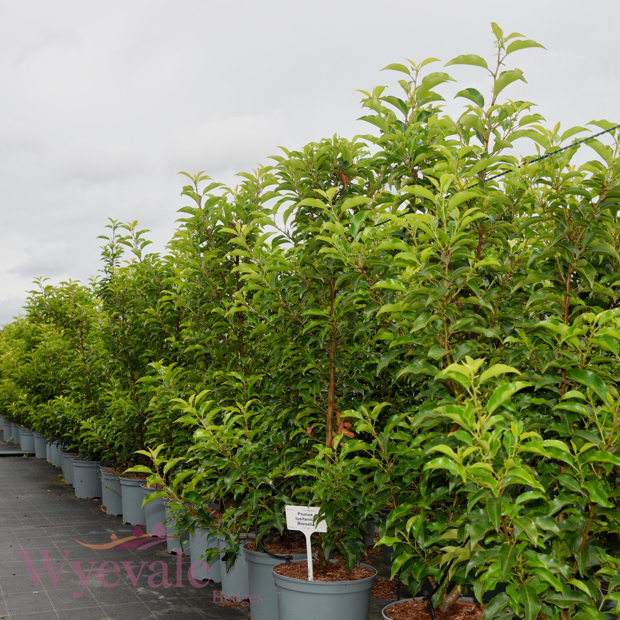 Prunus lusitanica (Portuguese laurel) 'Brenelia'