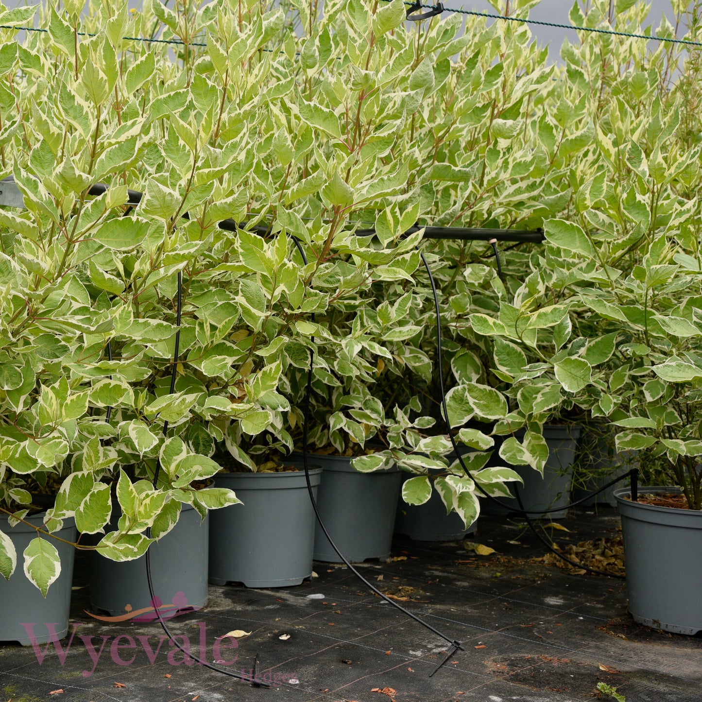 Ligustrum ovalifolium (Privet) 'Aureum'