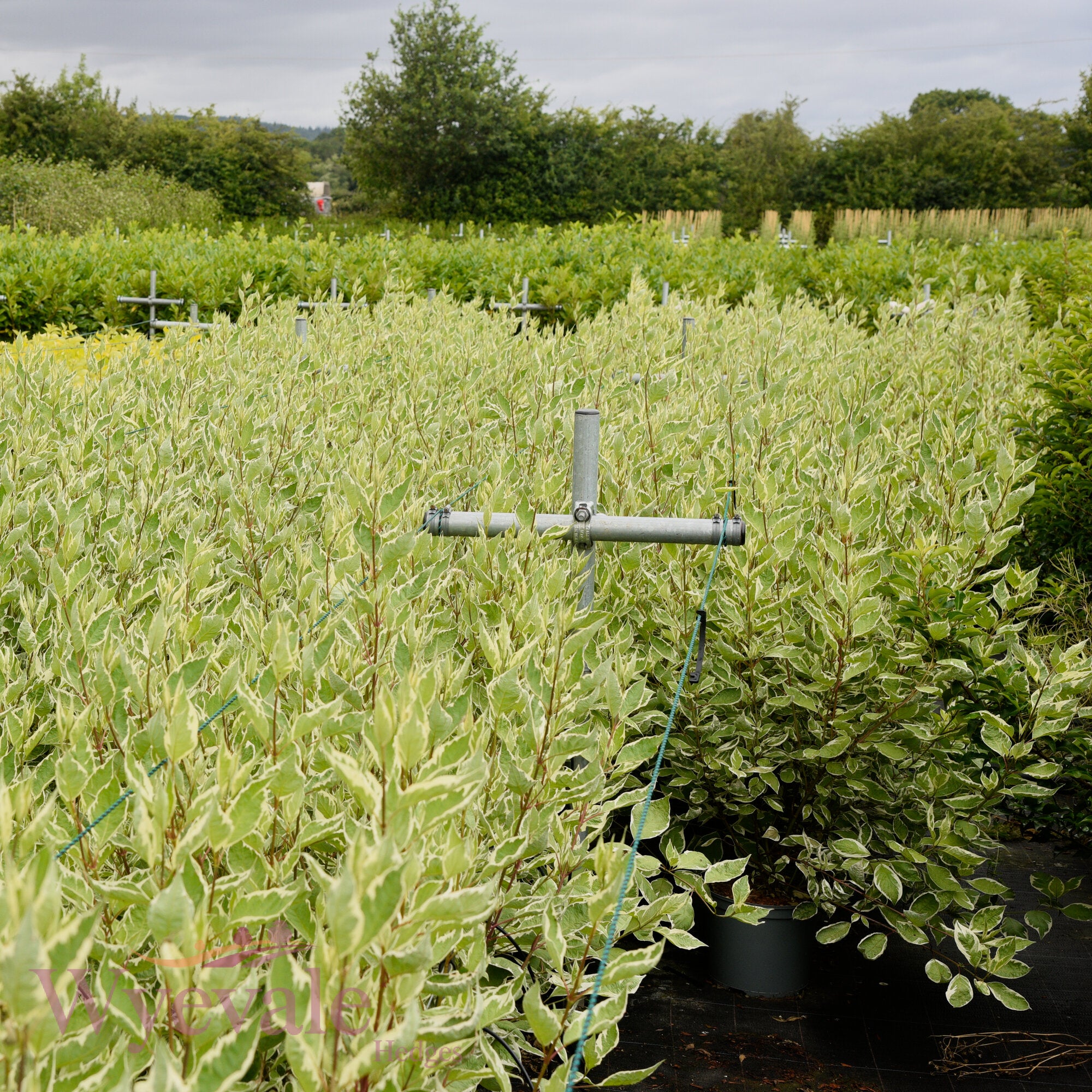 Ligustrum ovalifolium (Privet) 'Aureum'