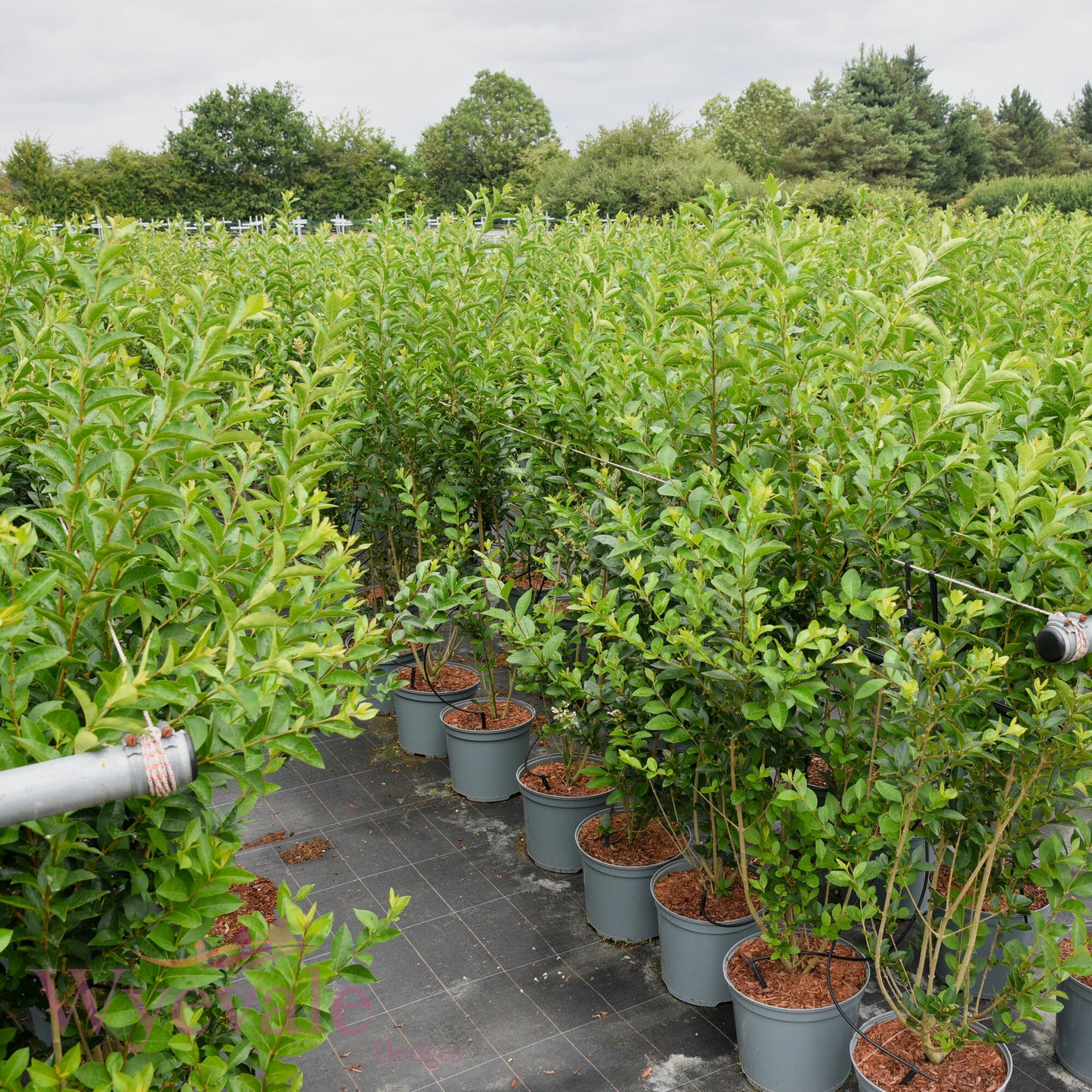 Ligustrum ovalifolium (Privet)