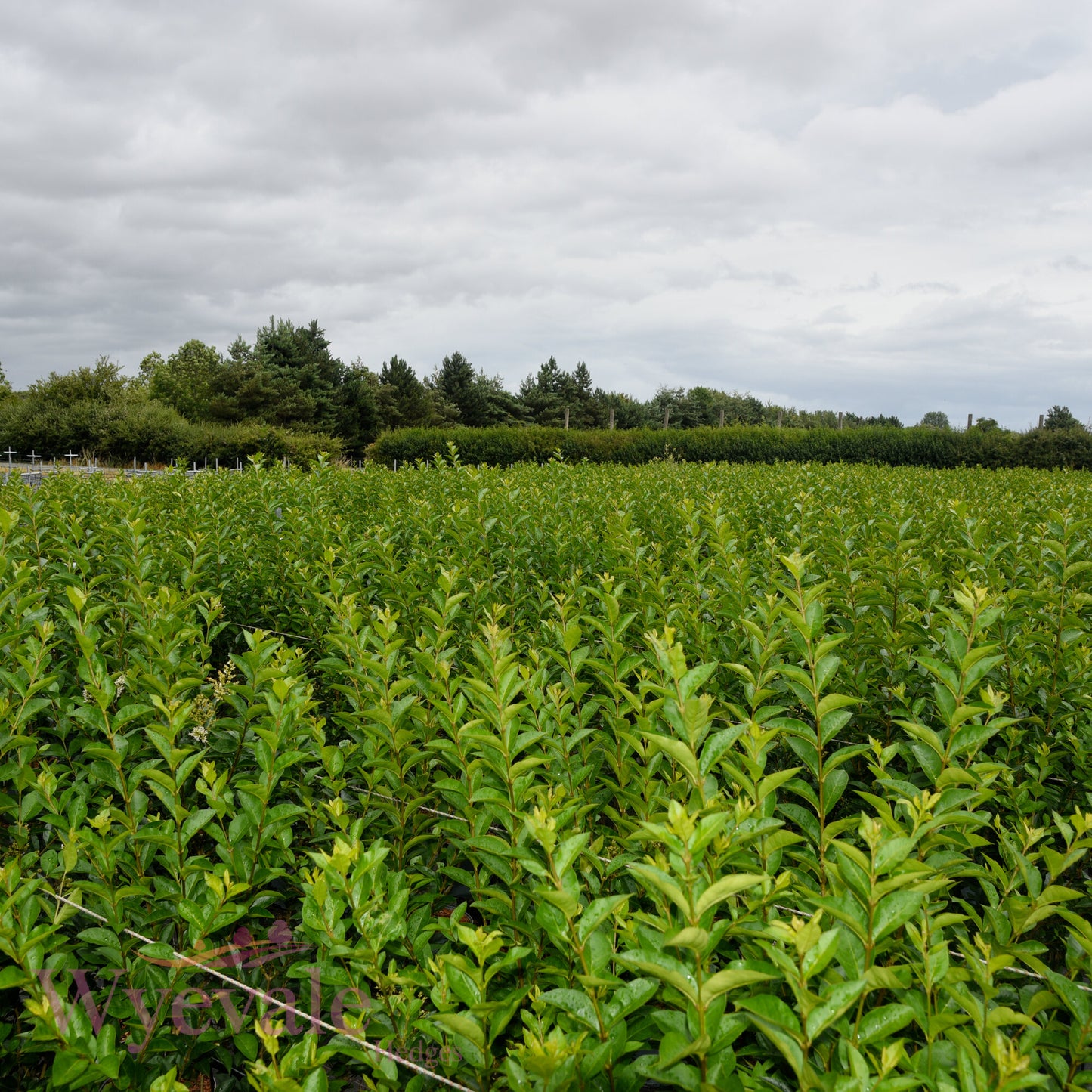 Ligustrum ovalifolium (Privet)