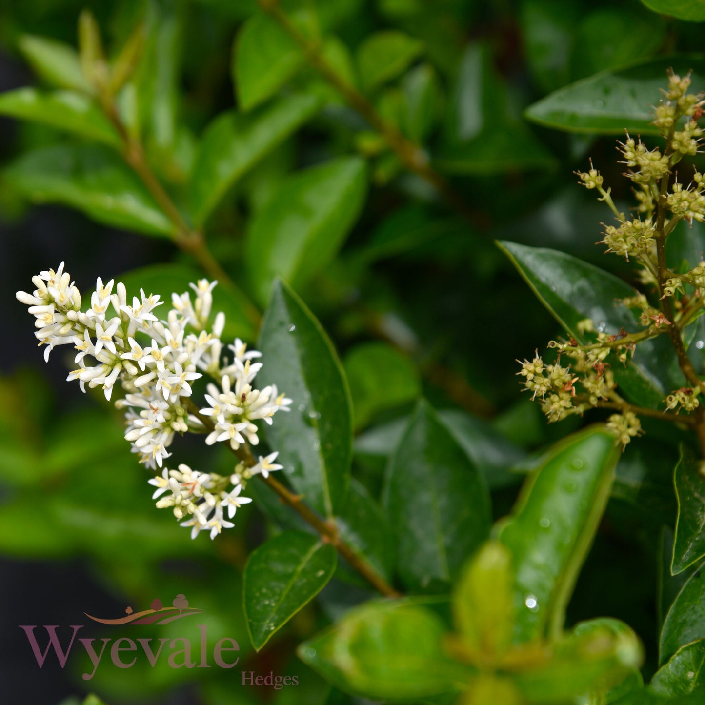 Ligustrum ovalifolium (Privet)