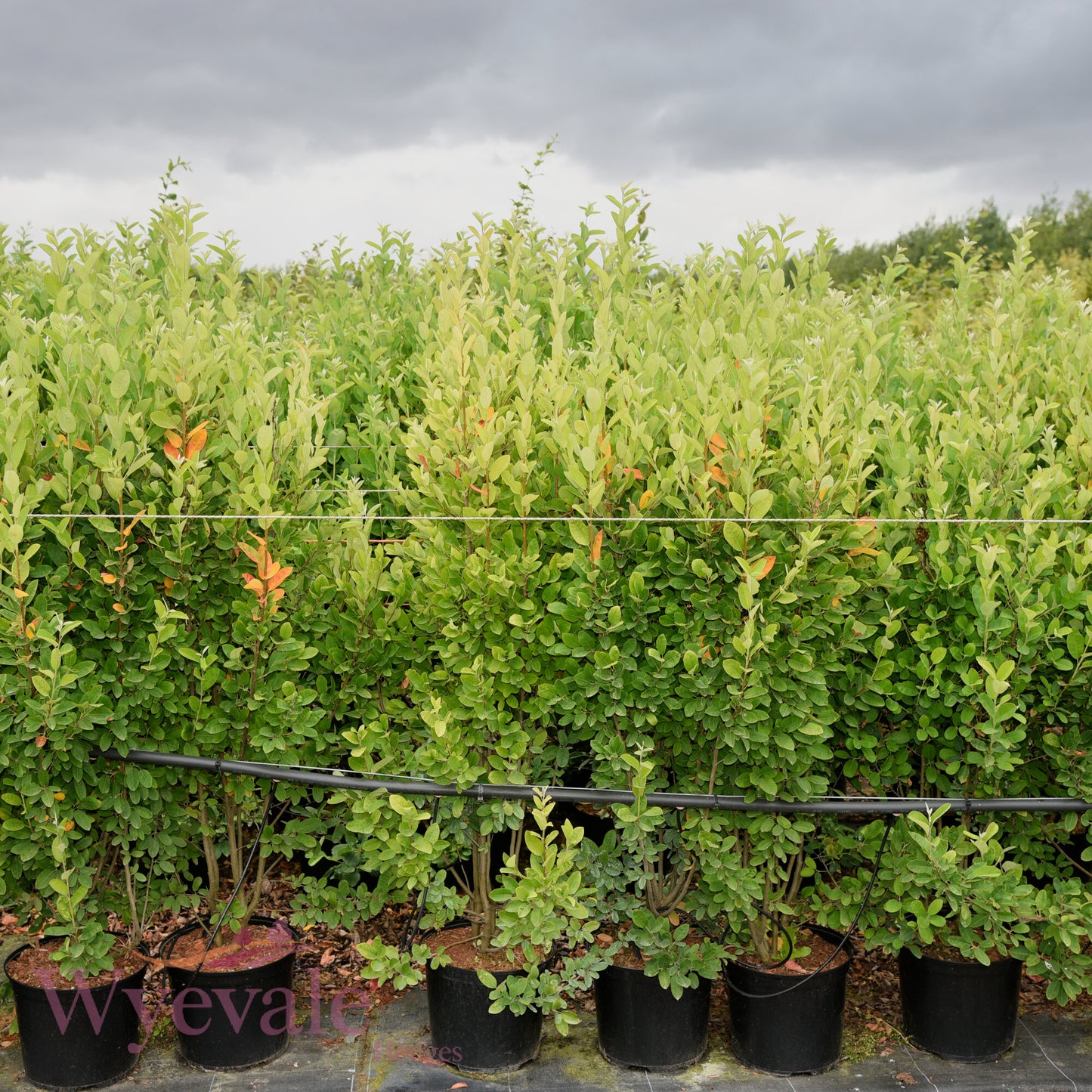 Amelanchier canadensis (Snowy Mespilus) 'Rainbow Pillar'