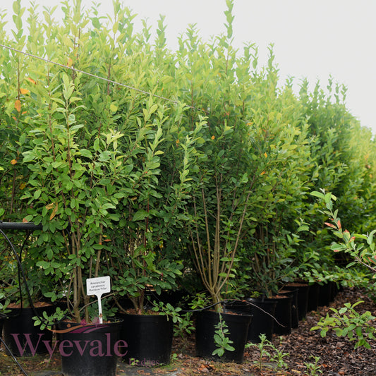 Amelanchier canadensis (Snowy Mespilus) 'Rainbow Pillar'