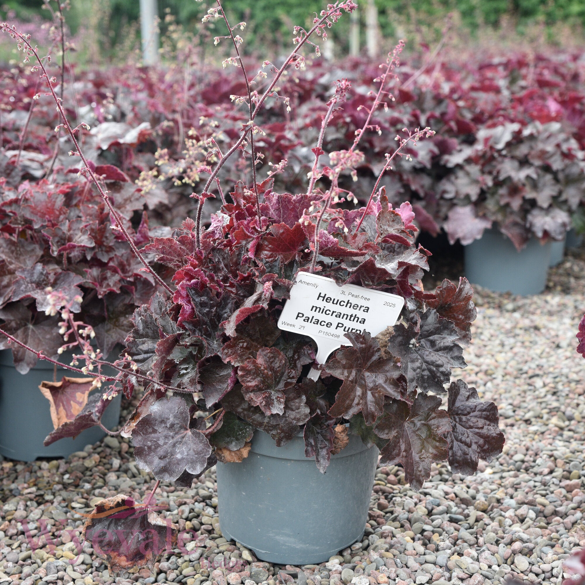 Heuchera micrantha (Coral Bells) 'Palace Purple'