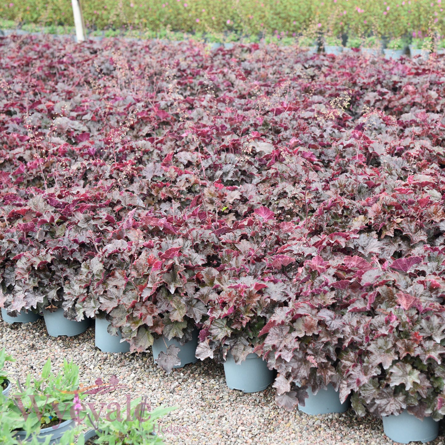 Heuchera micrantha (Coral Bells) 'Palace Purple'