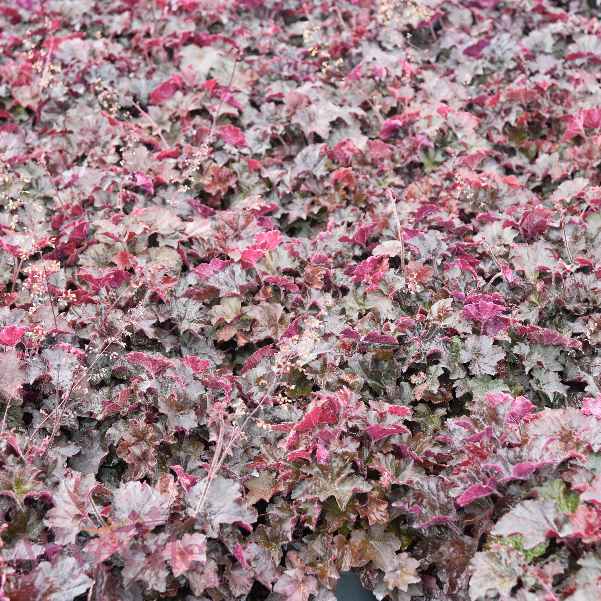 Heuchera micrantha (Coral Bells) 'Palace Purple'