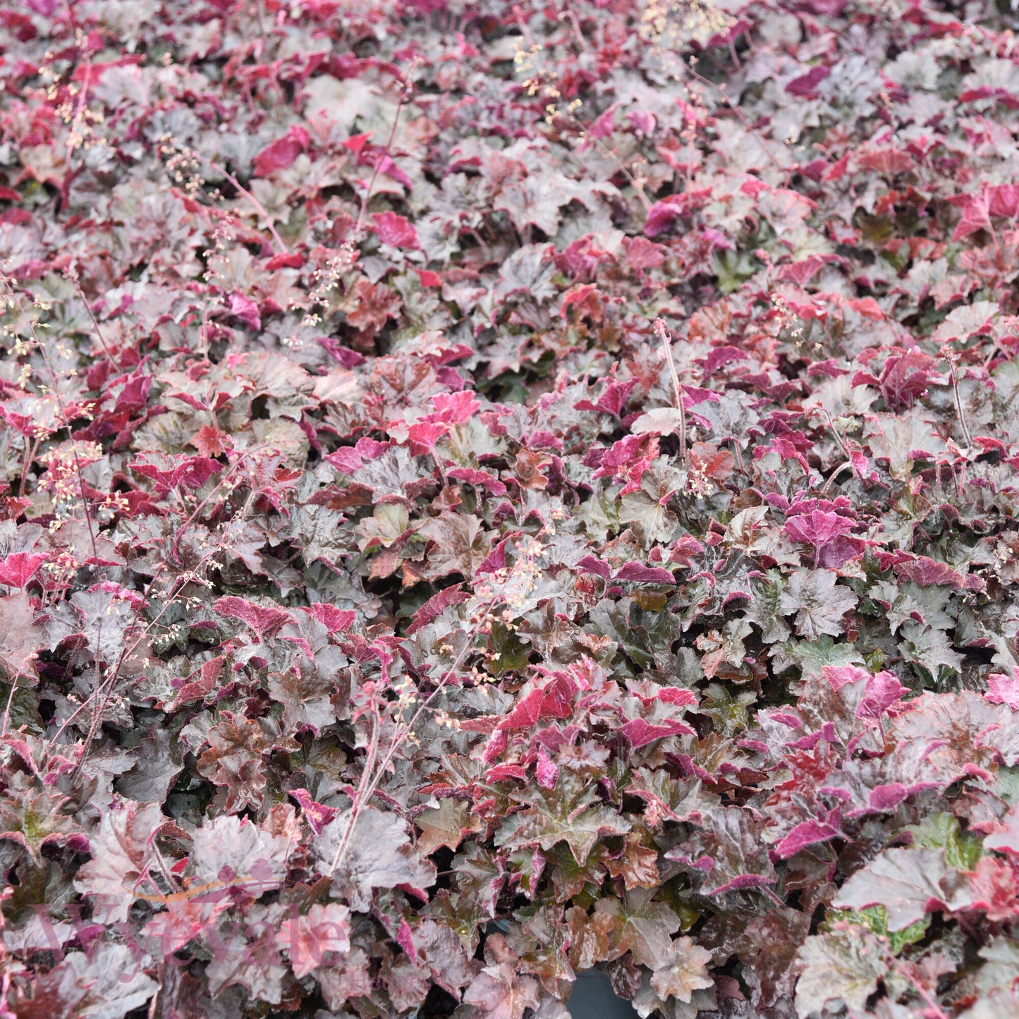 Heuchera micrantha (Coral Bells) 'Palace Purple'
