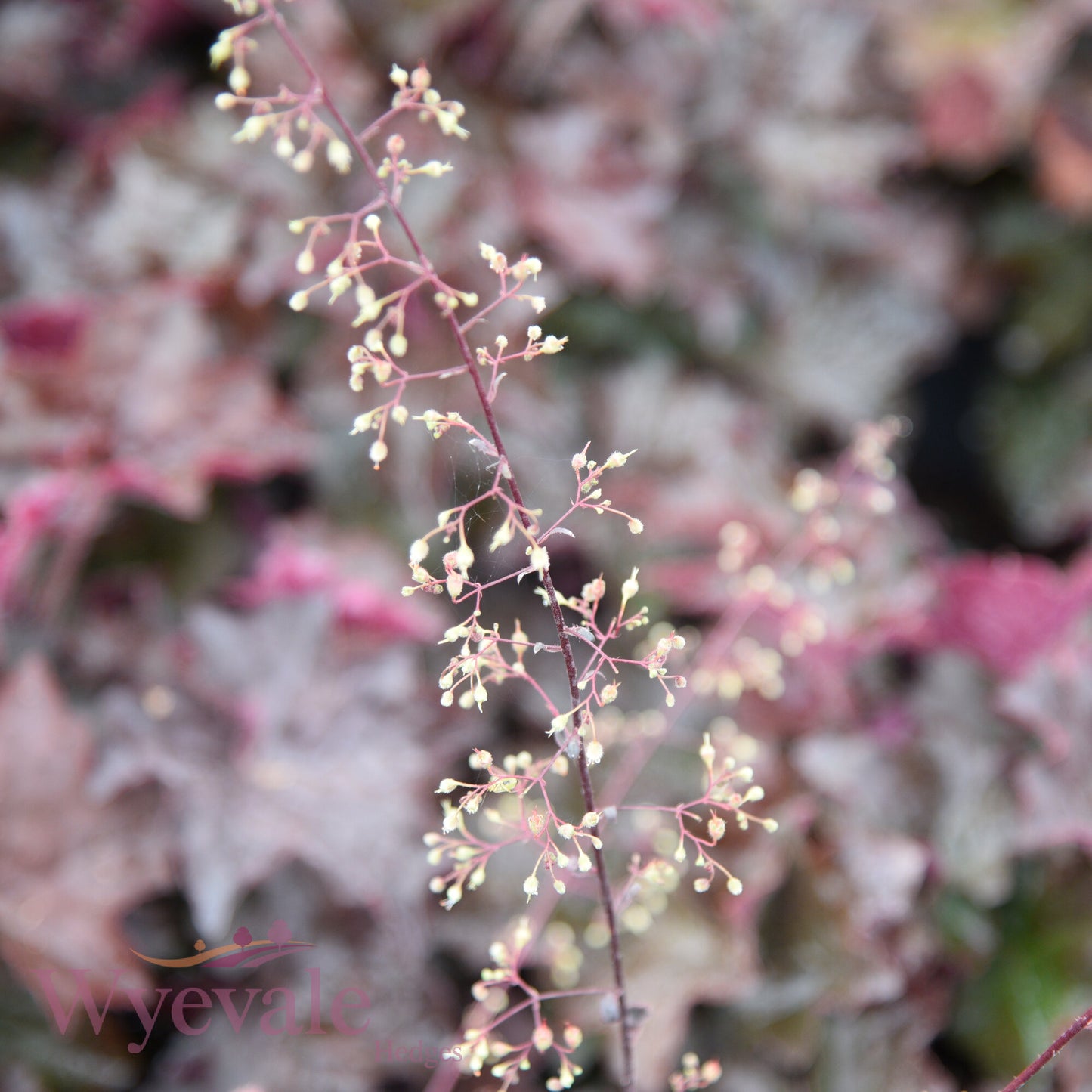 Heuchera micrantha (Coral Bells) 'Palace Purple'