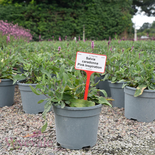 Salvia caradonna (Caradonna Sage) 'Pink Inspiration'