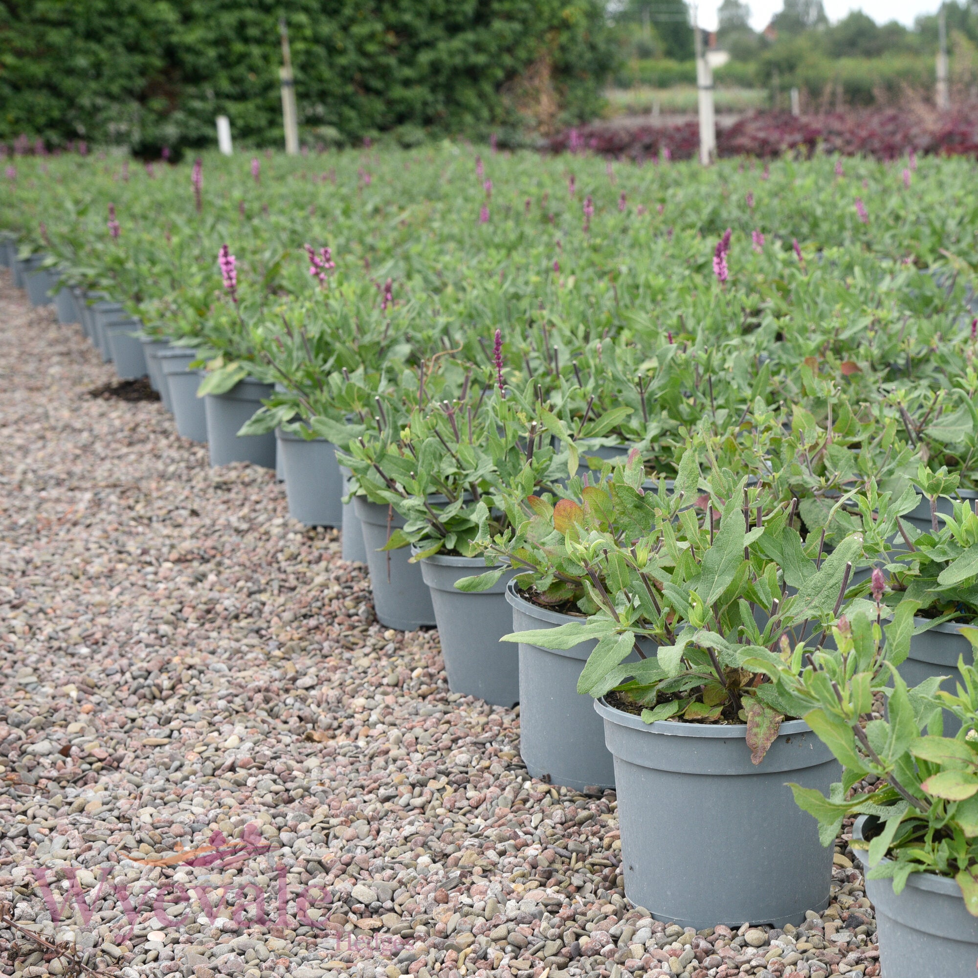 Salvia caradonna (Caradonna Sage) 'Pink Inspiration'