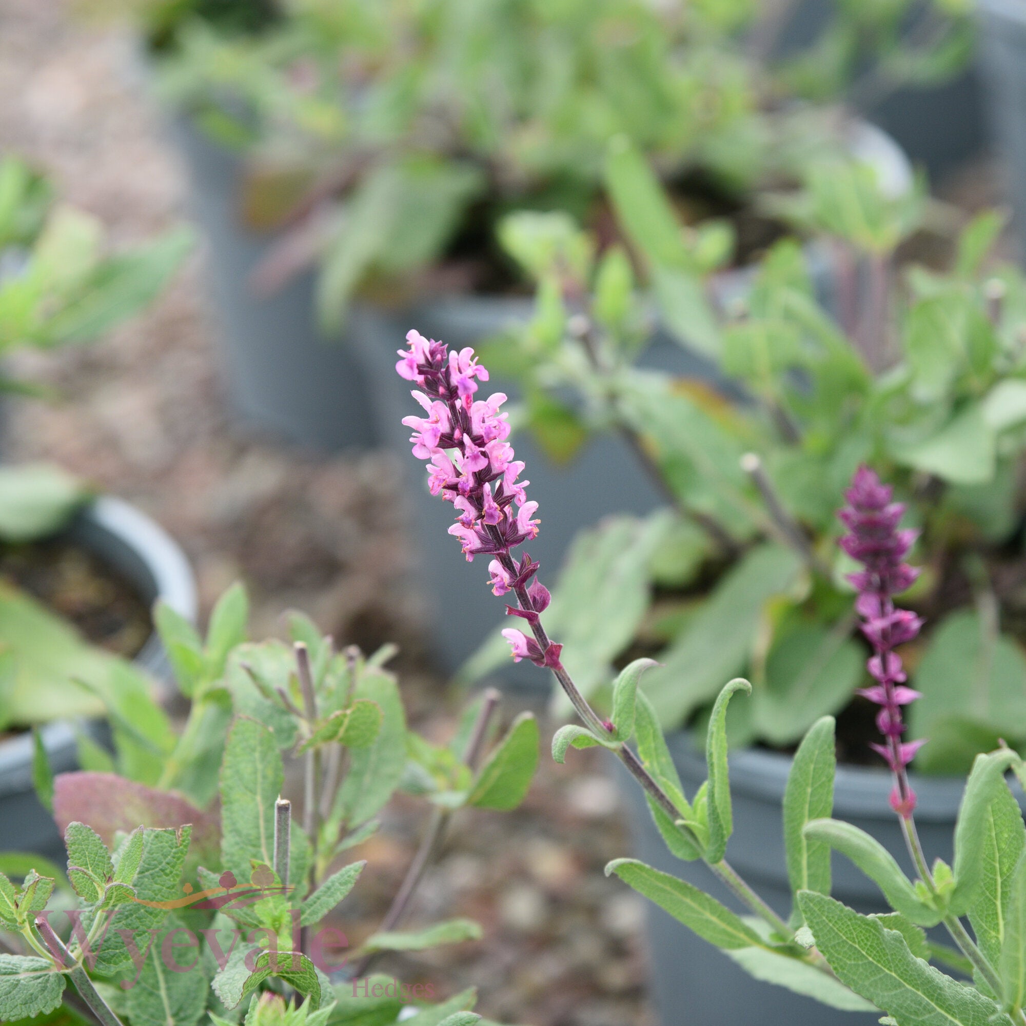 Salvia caradonna (Caradonna Sage) 'Pink Inspiration'