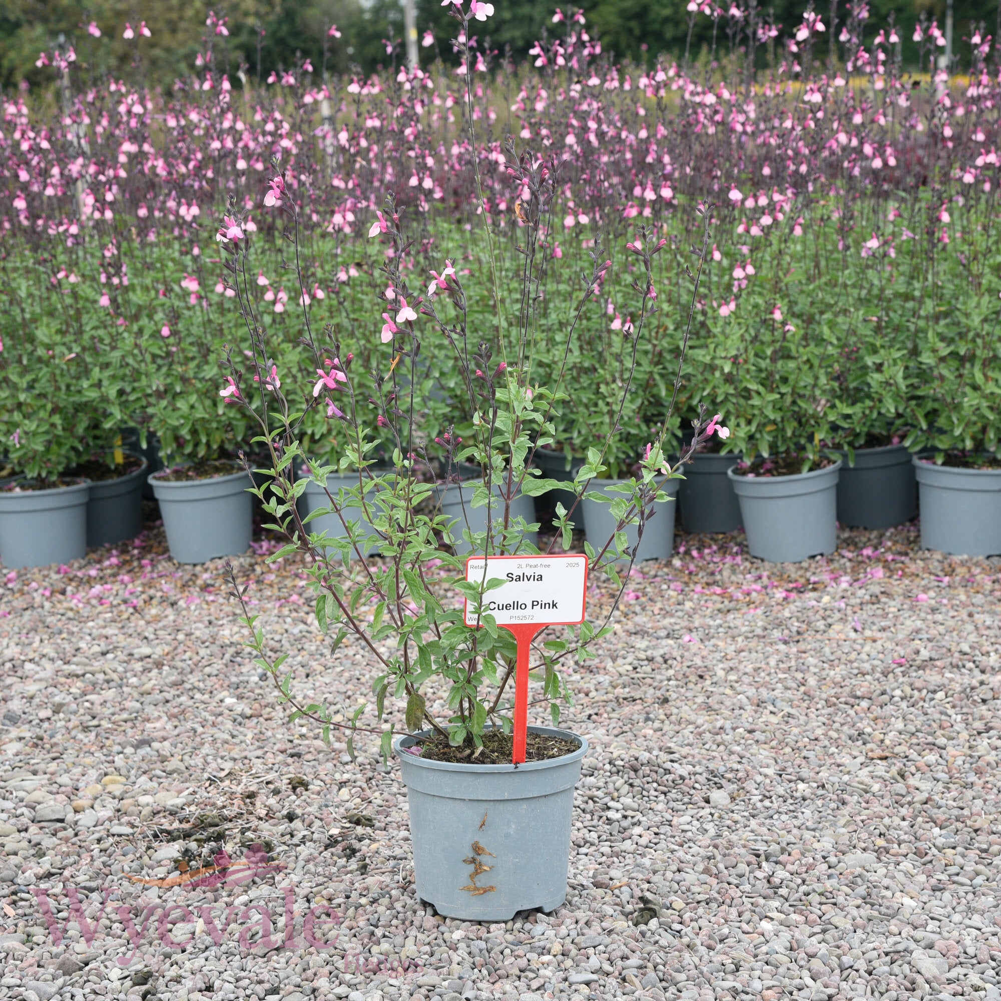 Salvia (Sage) 'Cuello Pink'