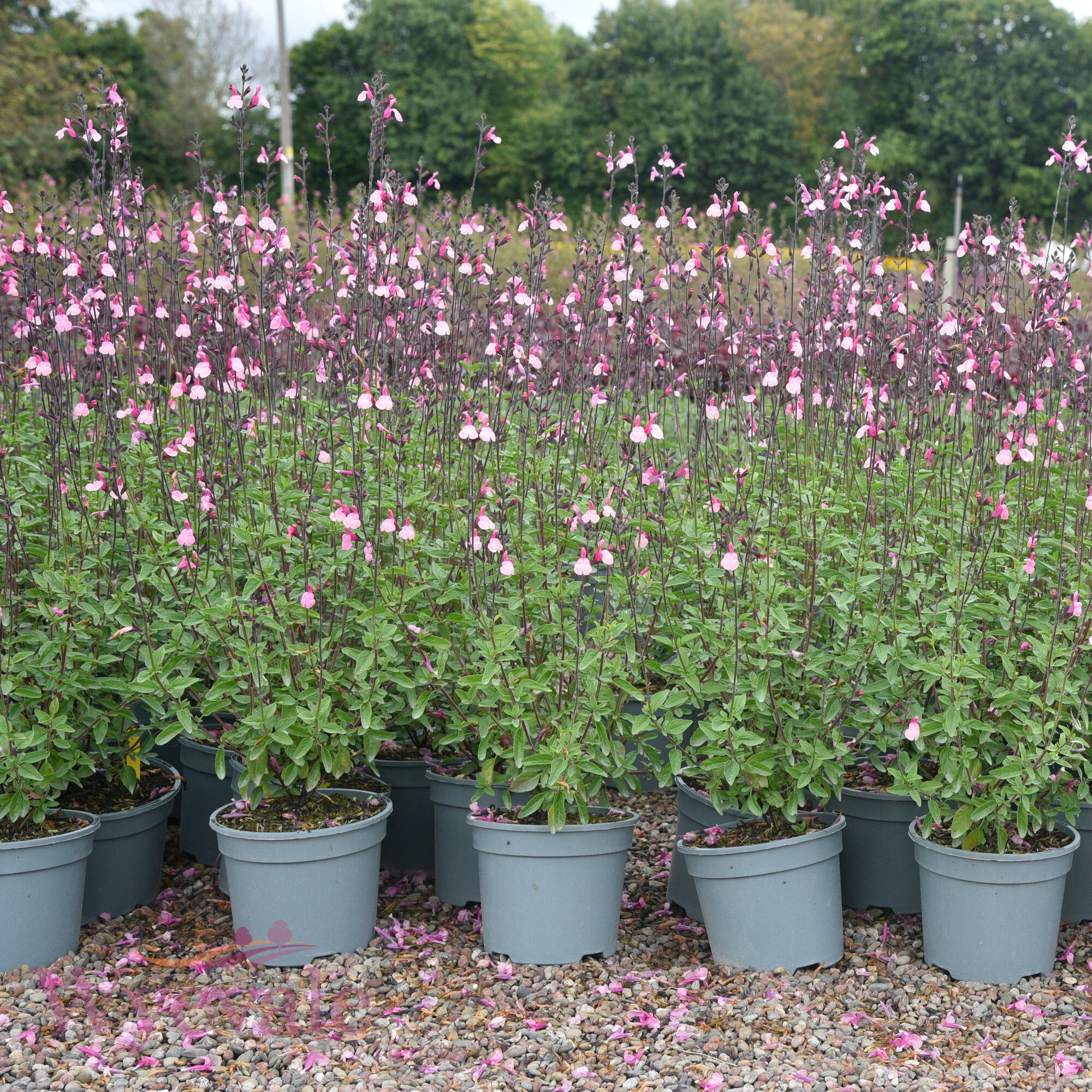 Salvia (Sage) 'Cuello Pink'