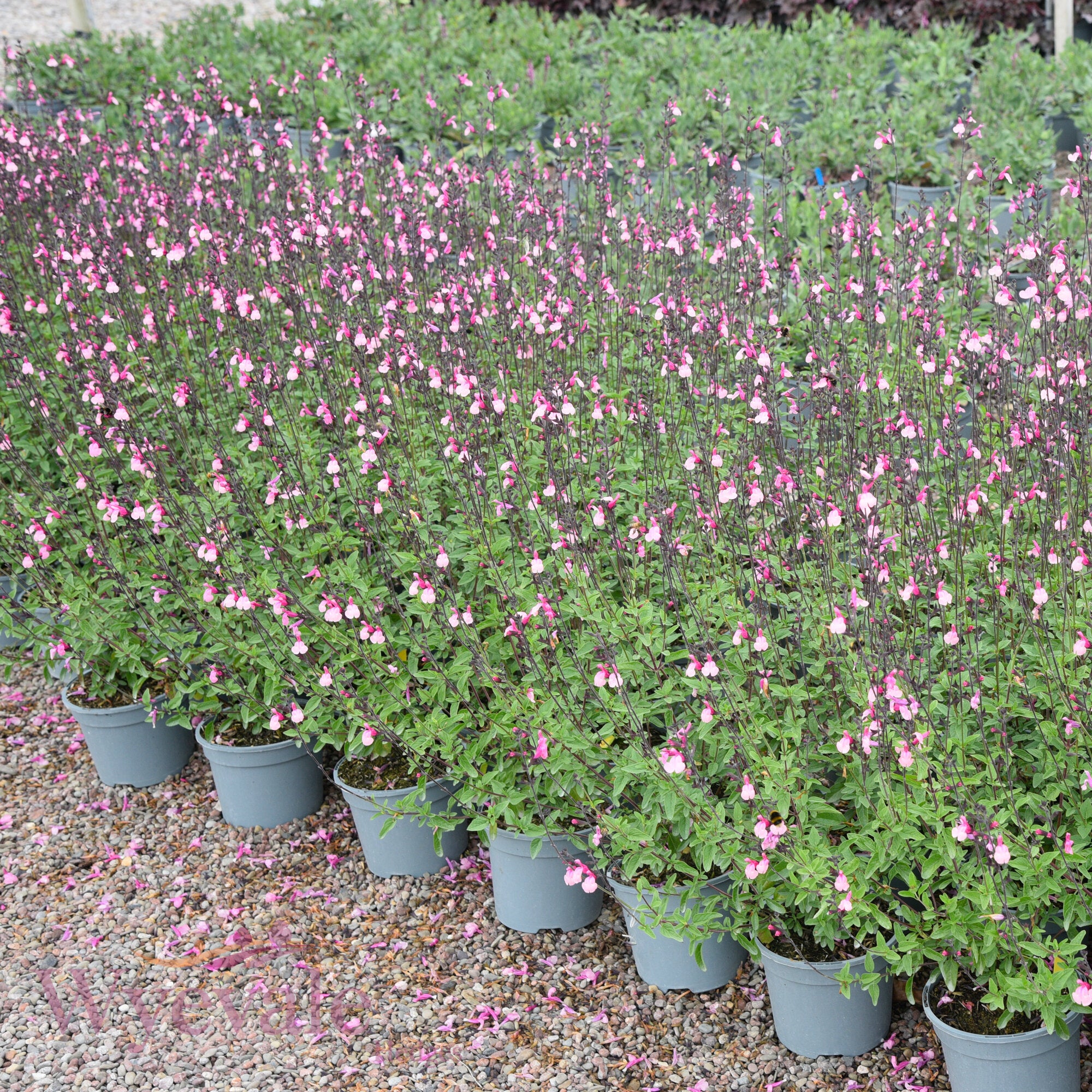 Salvia (Sage) 'Cuello Pink'
