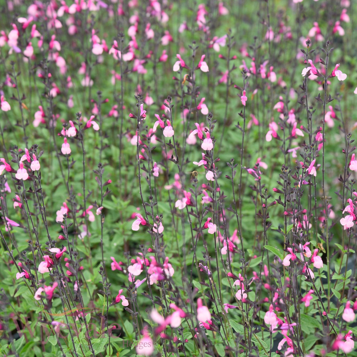 Salvia (Sage) 'Cuello Pink'