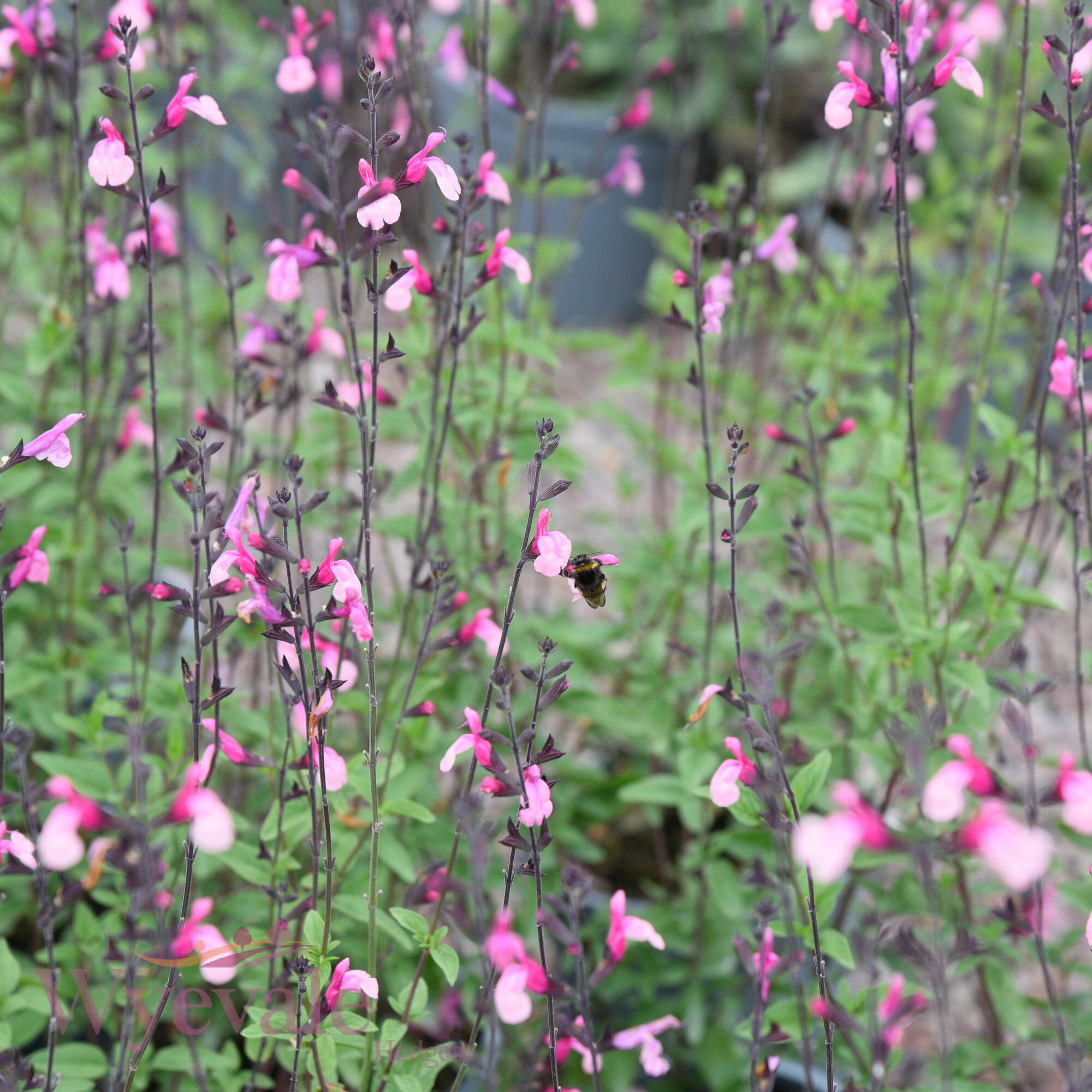 Salvia (Sage) 'Cuello Pink'