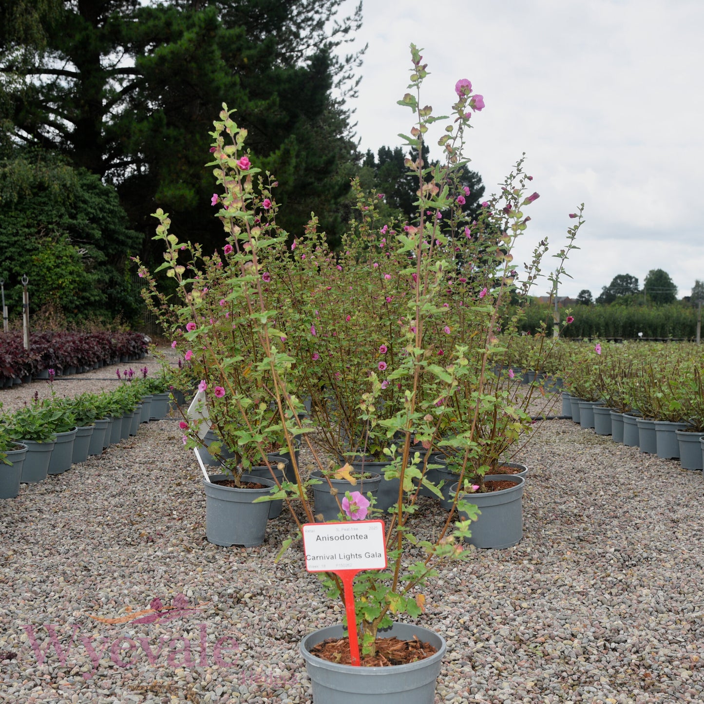 Anisodontea 'Carnival Lights Gala'