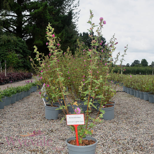 Anisodontea 'Carnival Lights Gala'