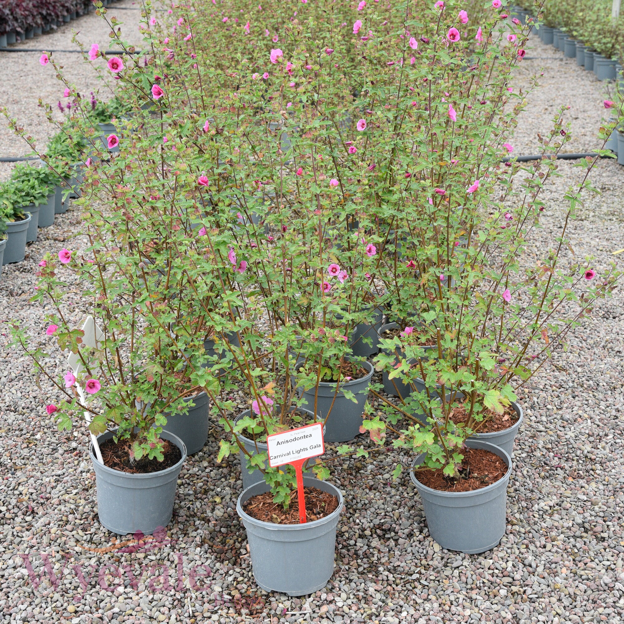 Anisodontea 'Carnival Lights Gala'