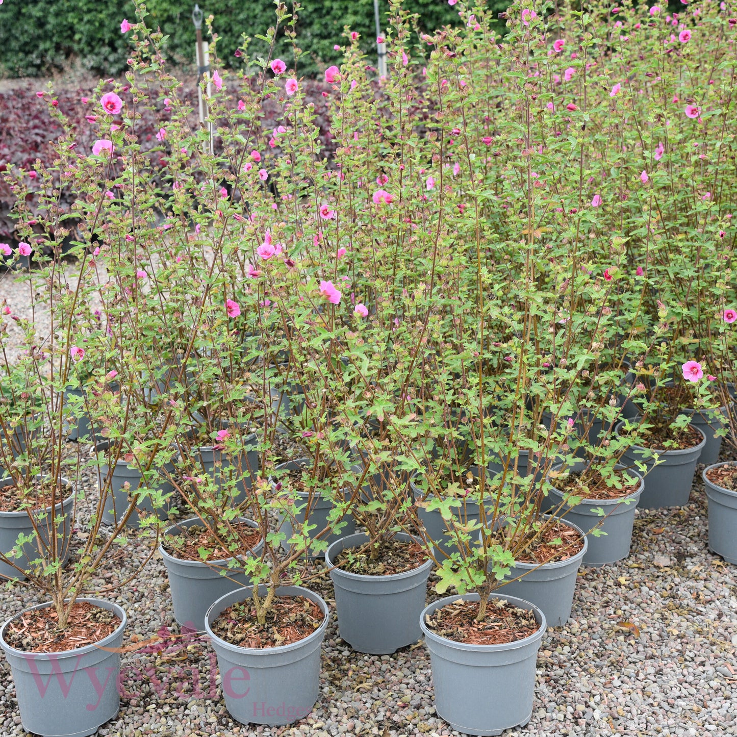 Anisodontea 'Carnival Lights Gala'