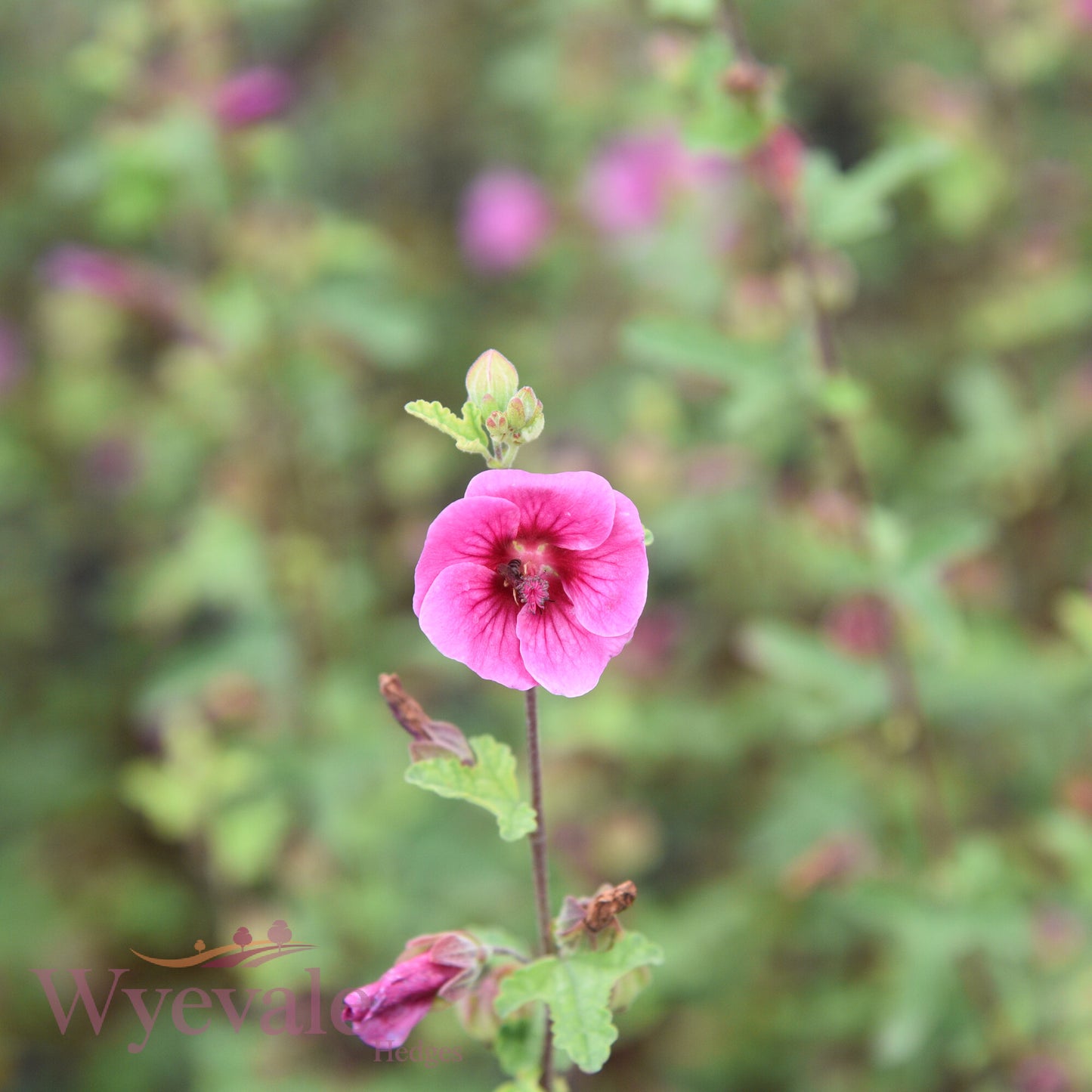Anisodontea 'Carnival Lights Gala'