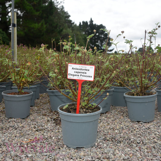 Anisodontea capensis (African mallow) 'Elegans Princess'