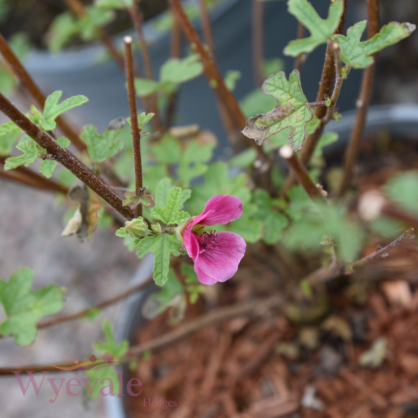 Anisodontea capensis (African mallow) 'Elegans Princess'