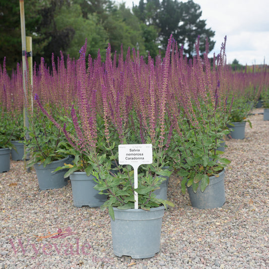 Salvia nemorosa (Woodland Sage) 'Caradonna'
