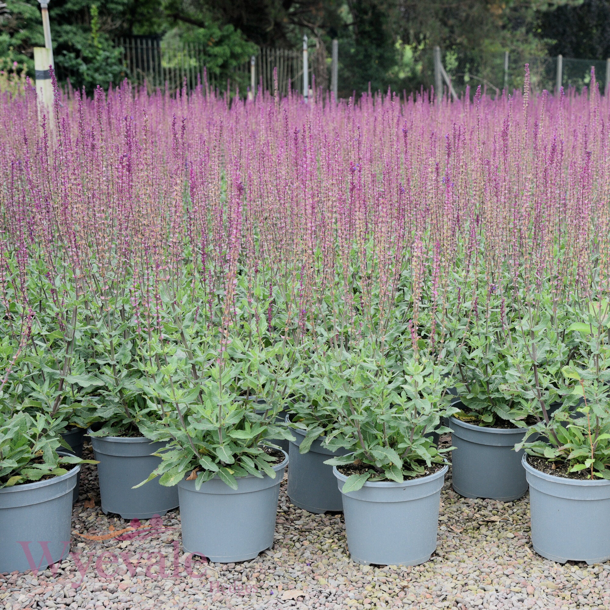 Salvia nemorosa (Woodland Sage) 'Caradonna'