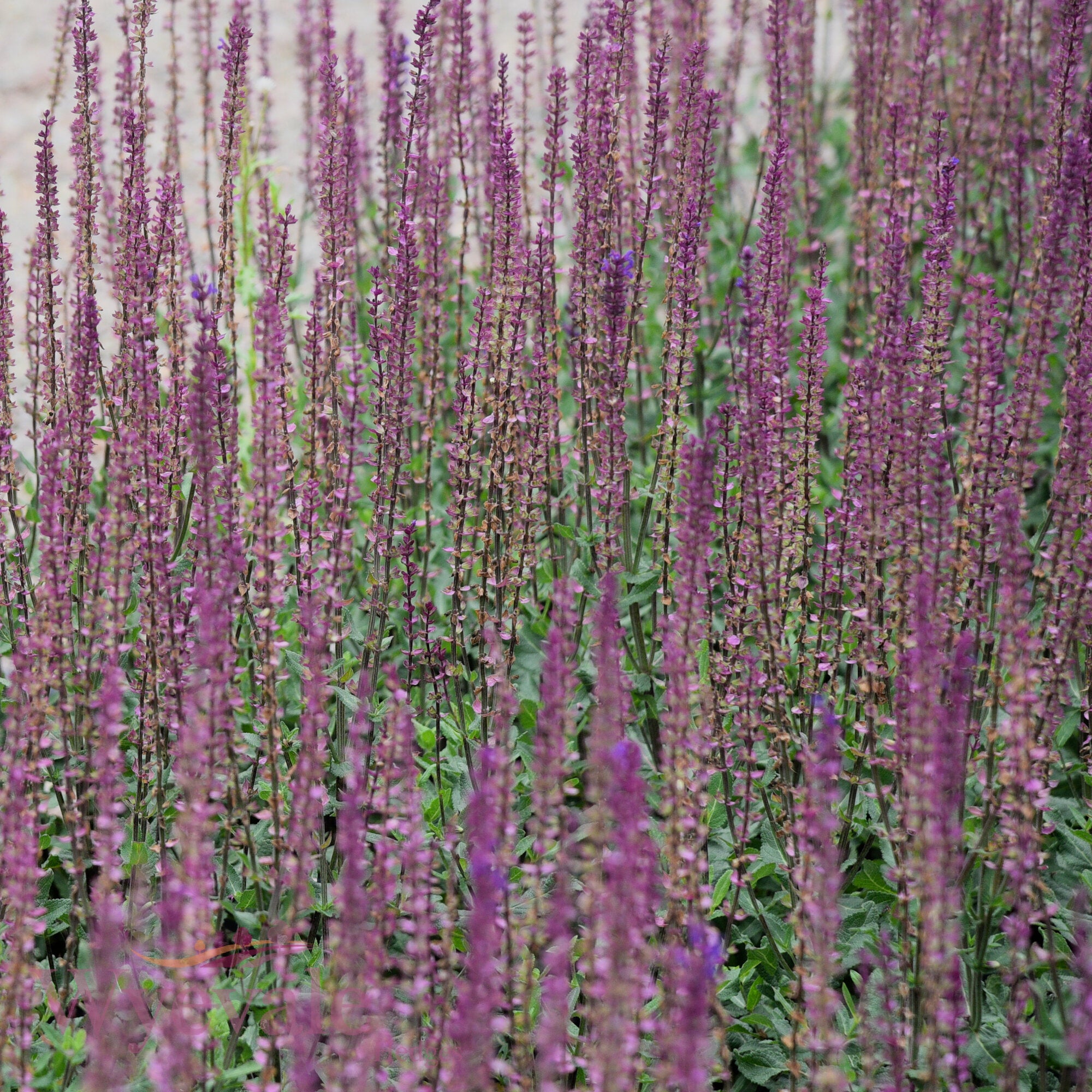 Salvia nemorosa (Woodland Sage) 'Caradonna'