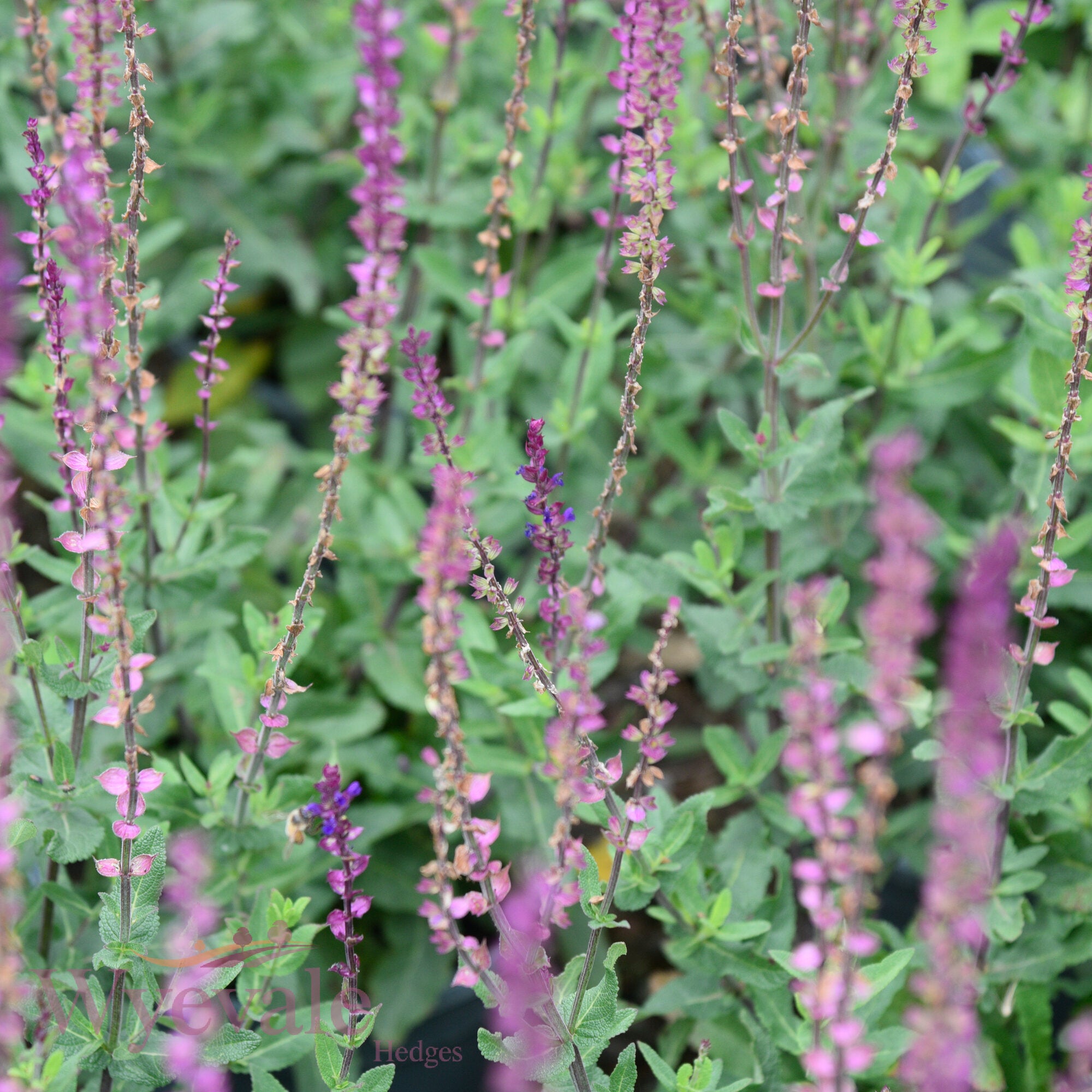 Salvia nemorosa (Woodland Sage) 'Caradonna'