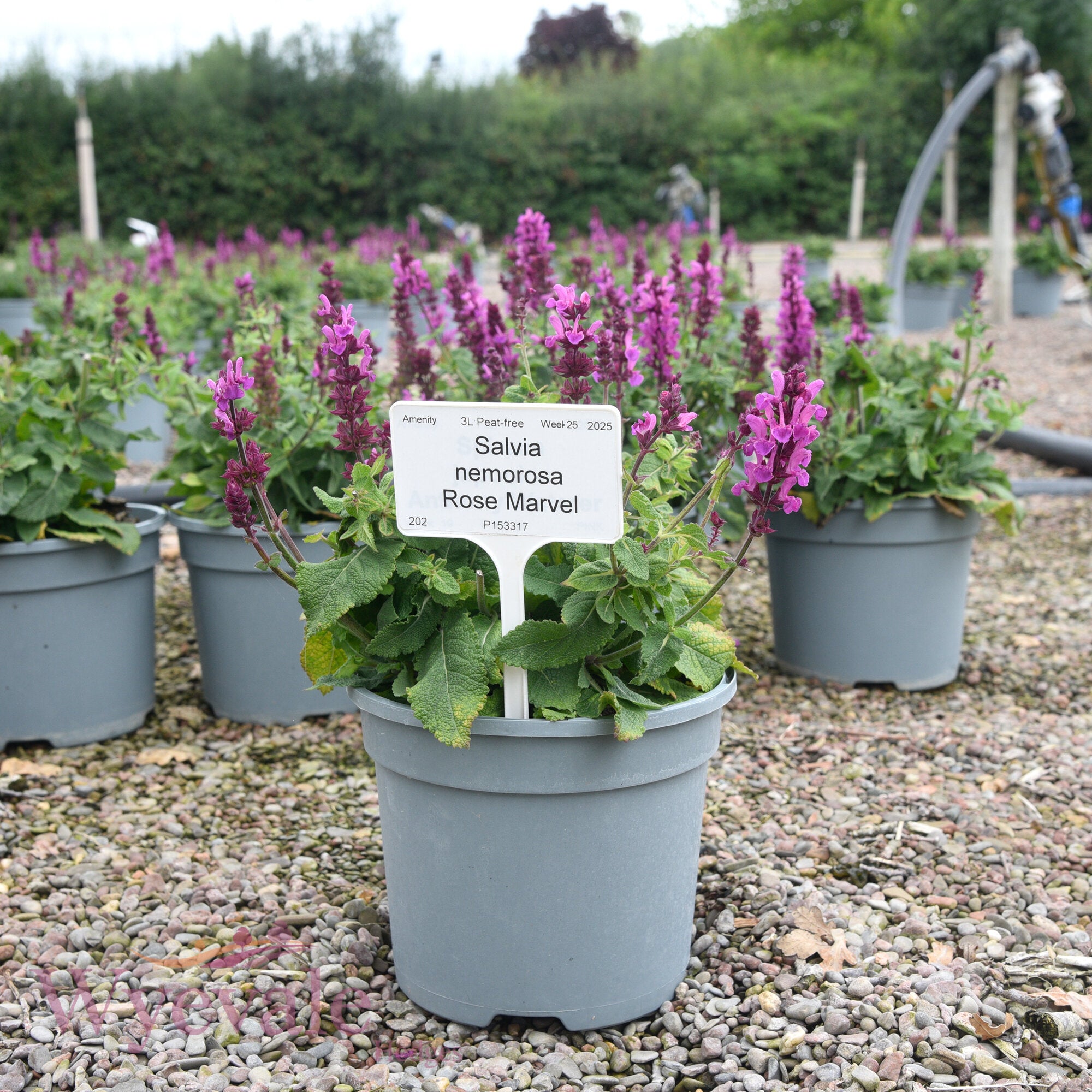 Salvia nemorosa (Woodland Sage) 'Rose Marvel'