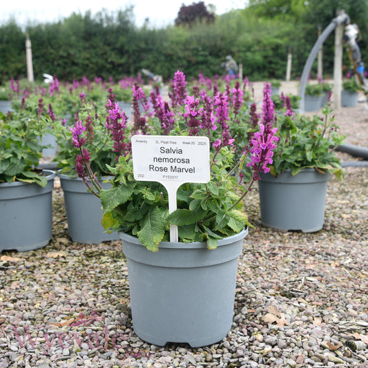 Salvia nemorosa (Woodland Sage) 'Rose Marvel'