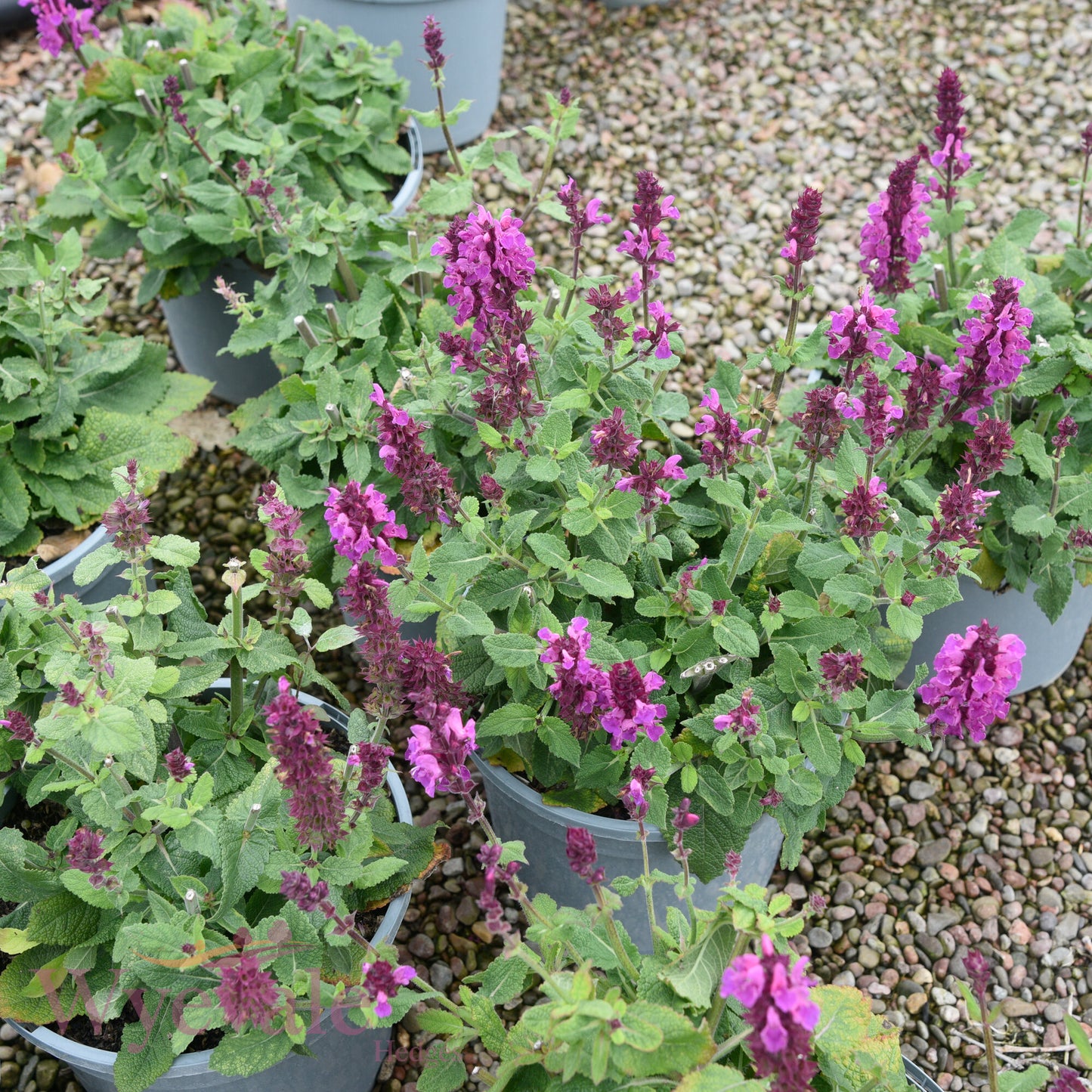 Salvia nemorosa (Woodland Sage) 'Rose Marvel'