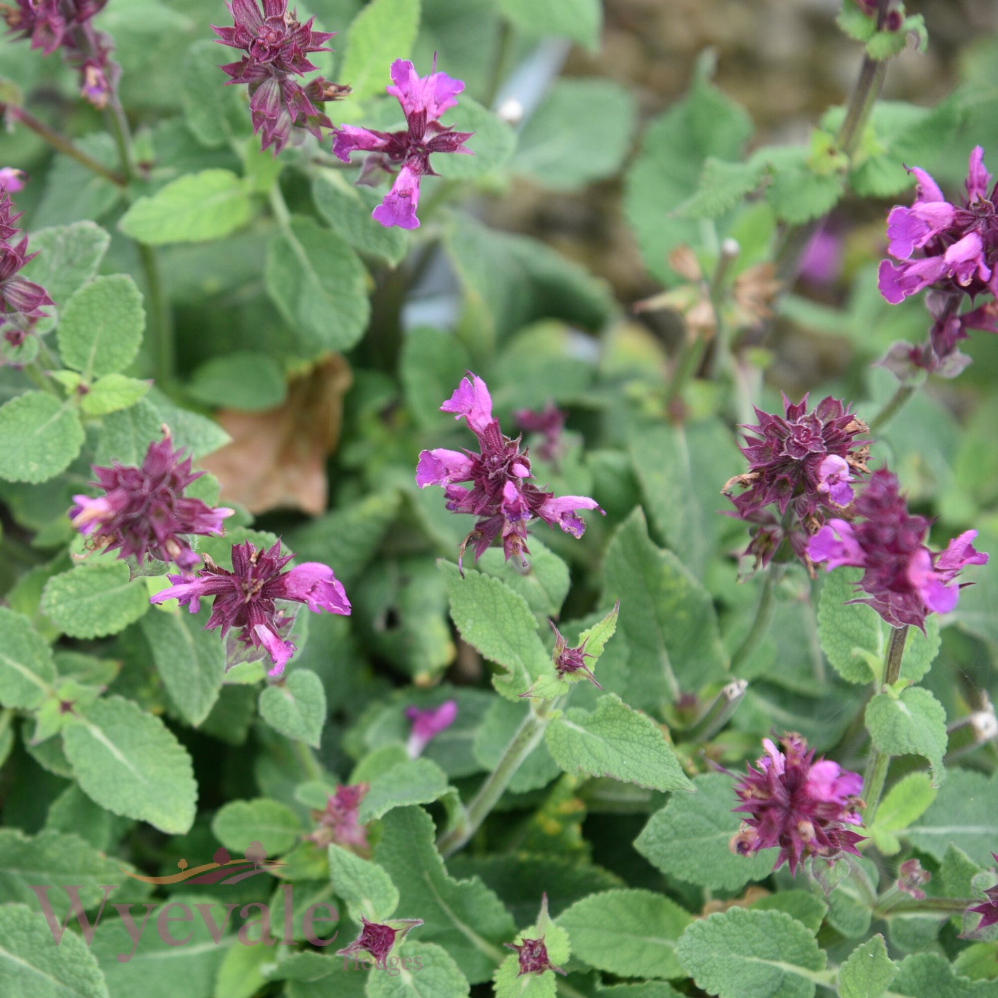 Salvia nemorosa (Woodland Sage) 'Rose Marvel'