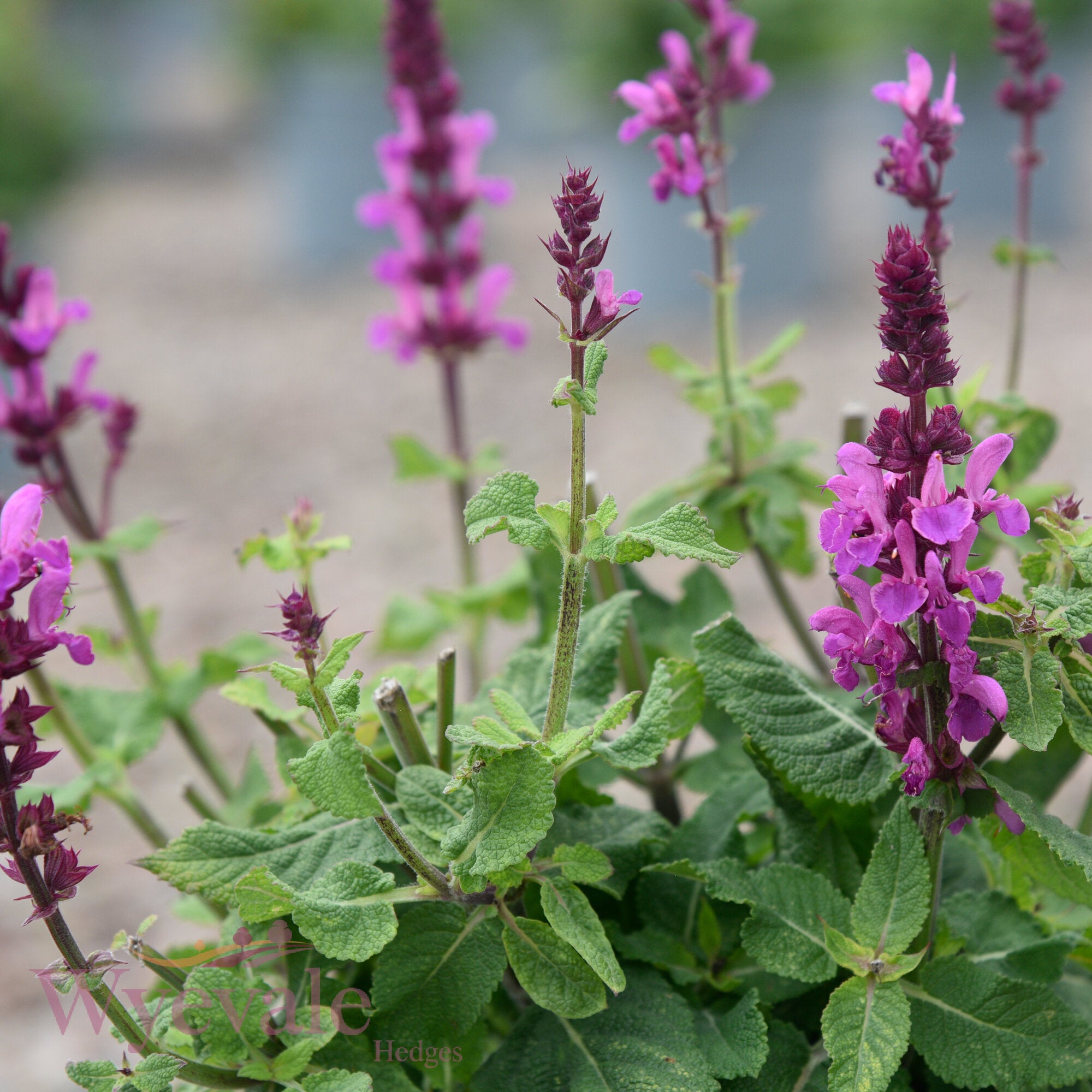 Salvia nemorosa (Woodland Sage) 'Rose Marvel'
