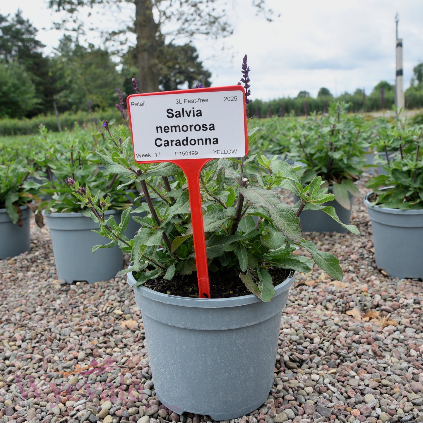 Salvia nemorosa (Woodland Sage) 'Caradonna'