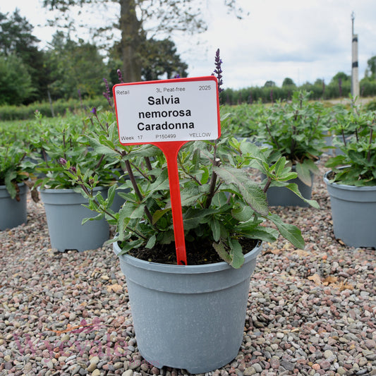 Salvia nemorosa (Woodland Sage) 'Caradonna'