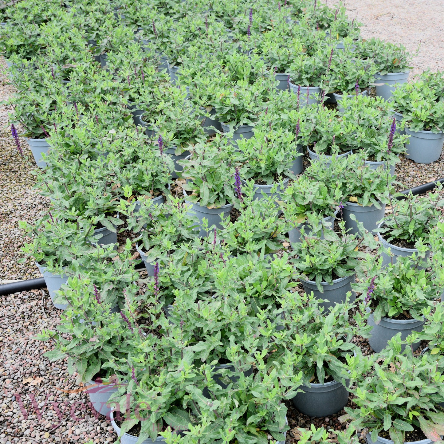 Salvia nemorosa (Woodland Sage) 'Caradonna'