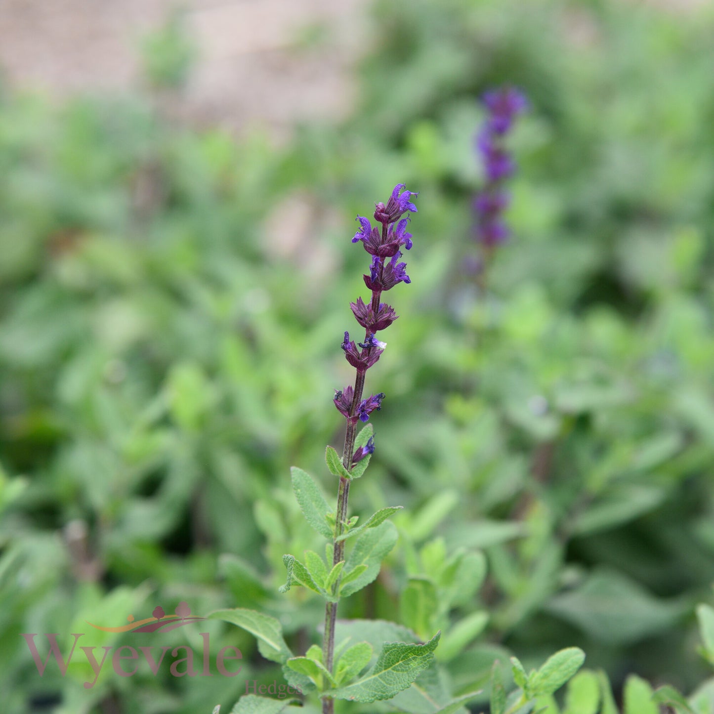 Salvia nemorosa (Woodland Sage) 'Caradonna'