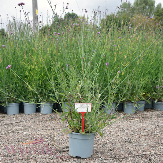 Verbena bonariensis (Purpletop Vervain)