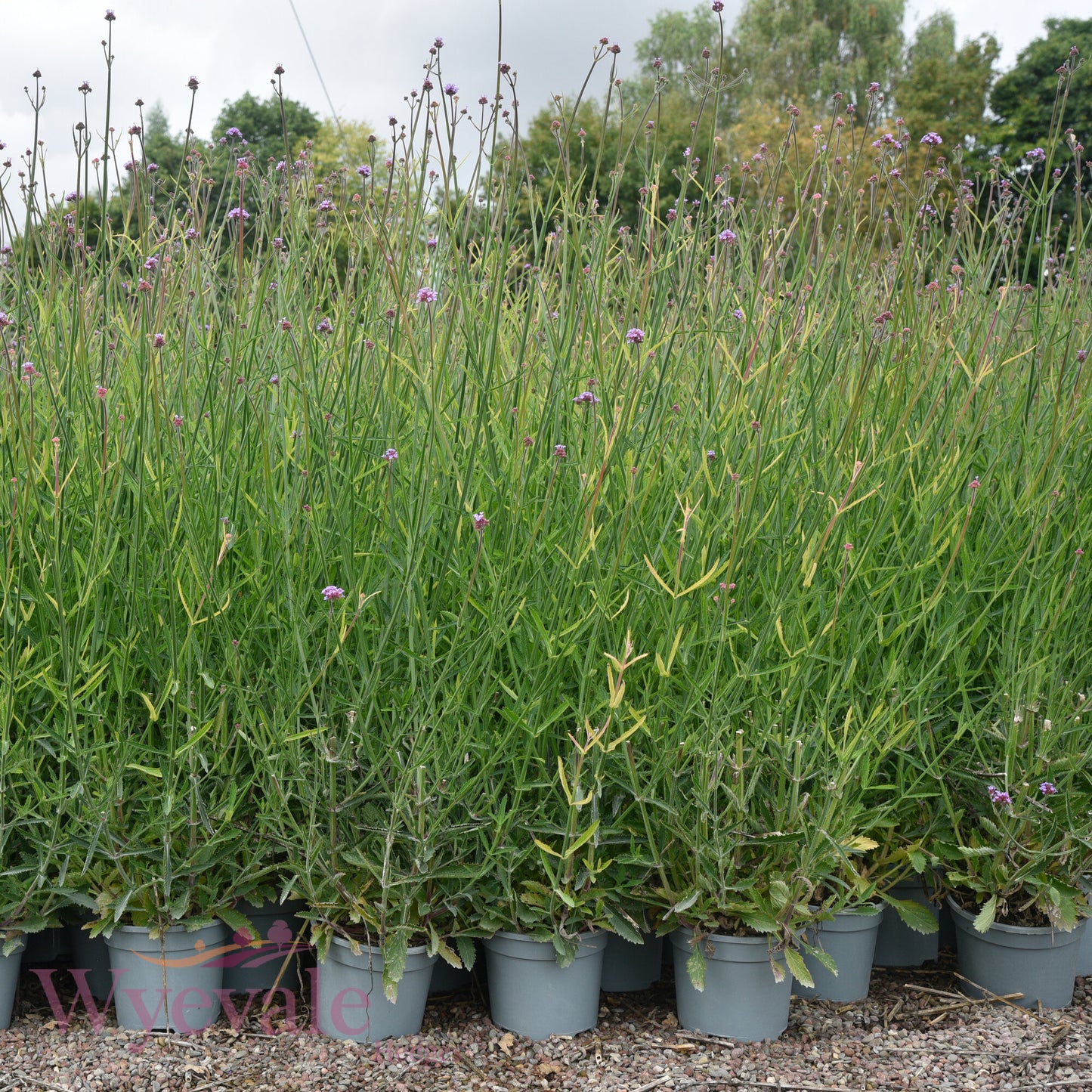 Verbena bonariensis (Purpletop Vervain)