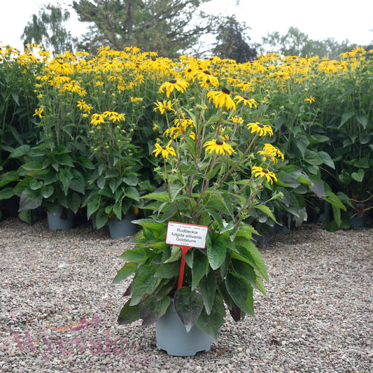 Rudbeckia fulgida sillivantii (Black-eyed Susan) 'Goldsturm'