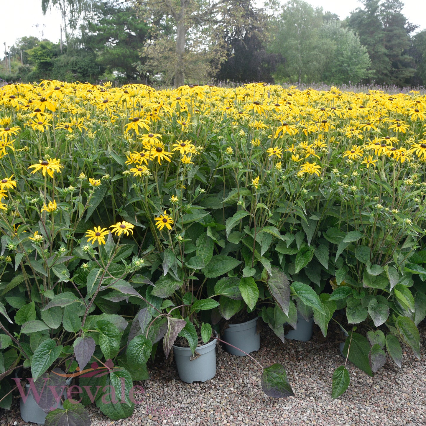 Rudbeckia fulgida sillivantii (Black-eyed Susan) 'Goldsturm'