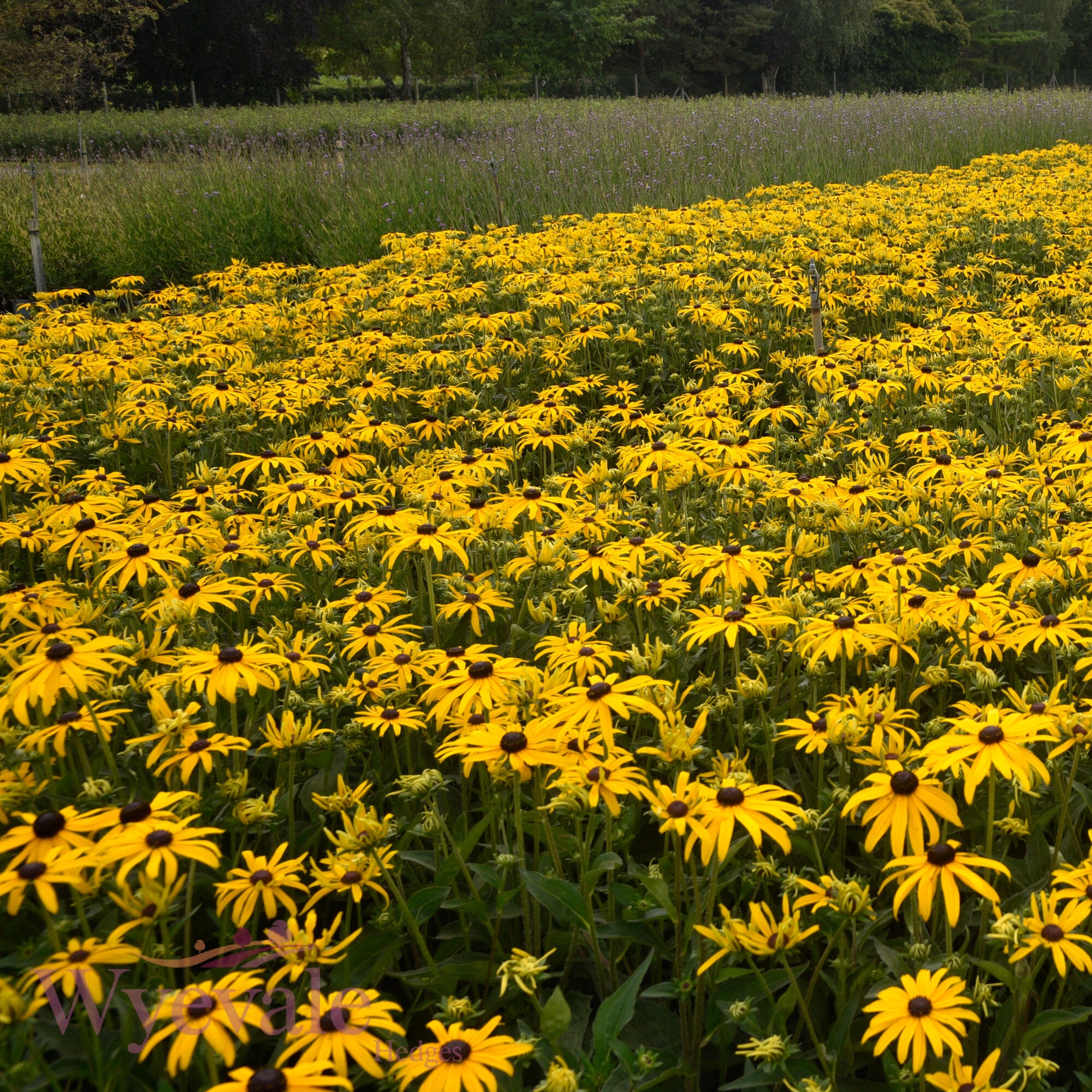 Rudbeckia fulgida sillivantii (Black-eyed Susan) 'Goldsturm'