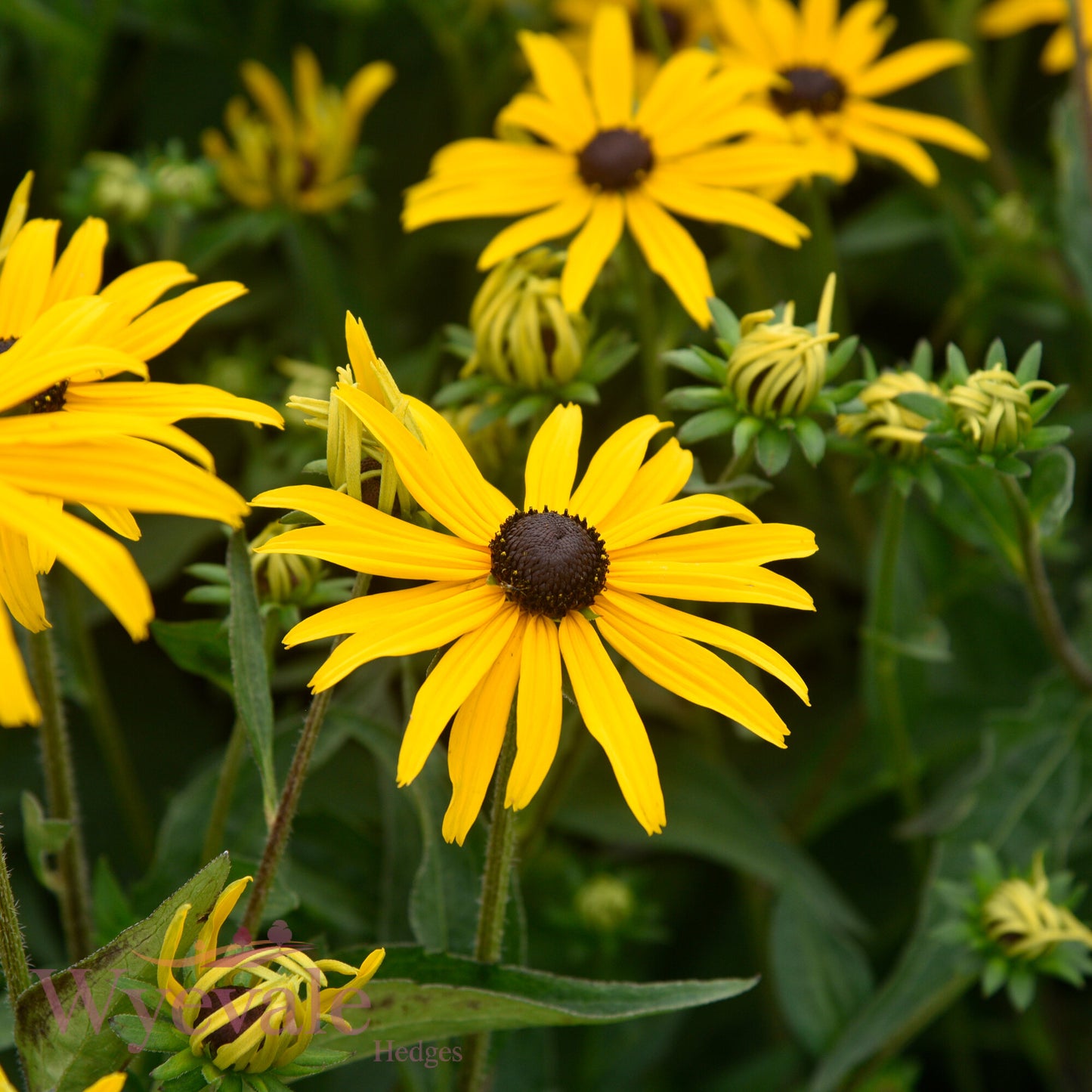 Rudbeckia fulgida sillivantii (Black-eyed Susan) 'Goldsturm'