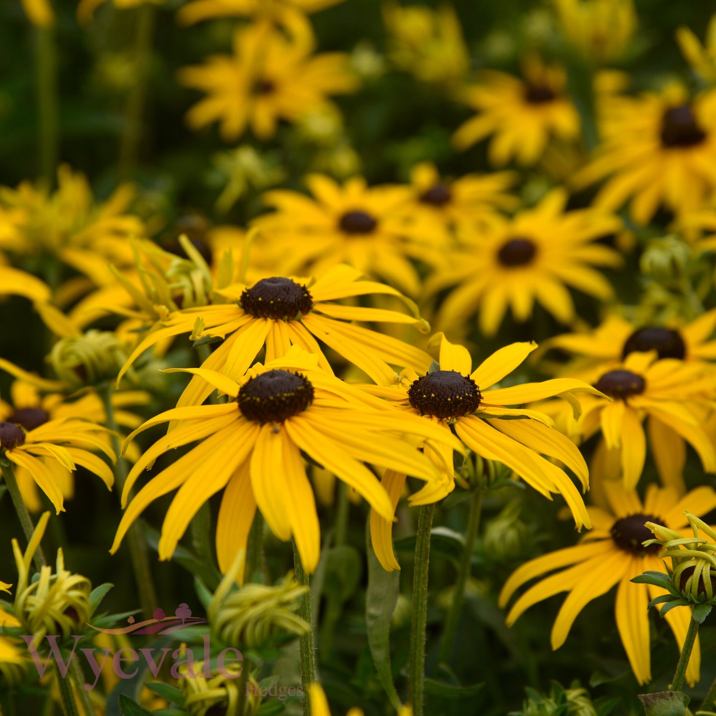 Rudbeckia fulgida sillivantii (Black-eyed Susan) 'Goldsturm'