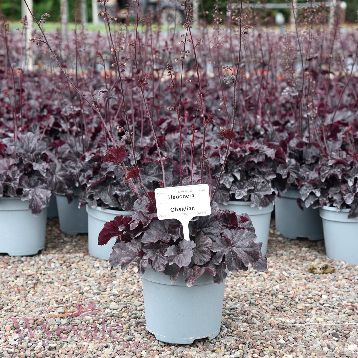 Heuchera (Coral Bells Obsidian) 'Obsidian'